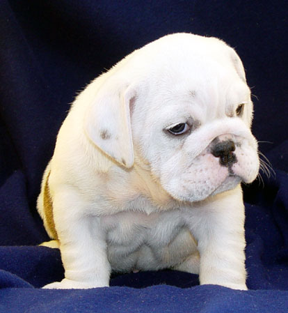Puppy