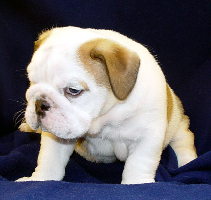 Puppy