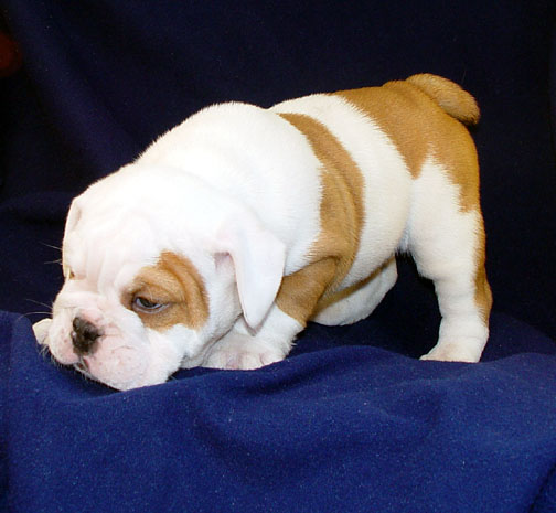 Puppy