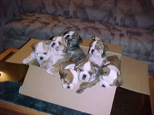 Box of bullies